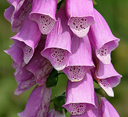Foxglove 1.jpg