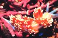Spanish shawl Flabellina iodinea Family: Flabellinidae