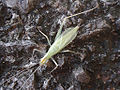 Snowy tree cricket (Oecanthus niveus) Family: Gryllidae Genus: Oecanthus