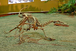 Velociraptor.jpg
