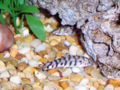 Thumbnail for version as of 05:27, 4 January 2008