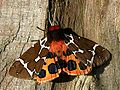 Tiger moth (tiger moth) Subtaxa:arctiidae
