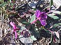 Dwarf Fireweed (Chamerion latifolium)