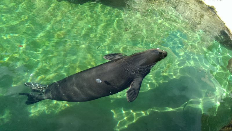 File:Hawaiian Monk Seal Water.jpg