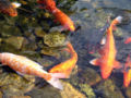 Japanese Goldfish Subtaxa: C. a. auratus