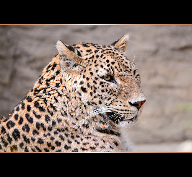 File:Leopard.jpg