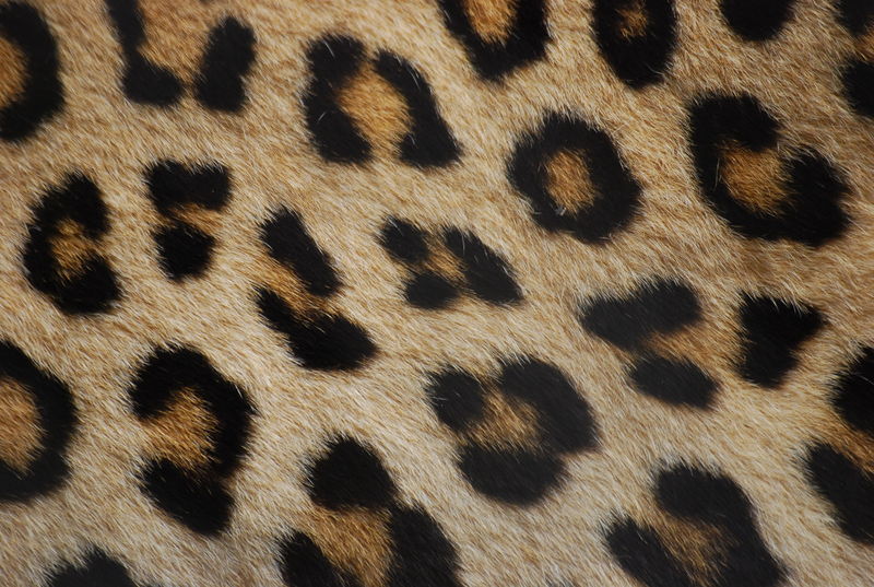 File:Leopard fur.jpg