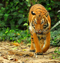 Malayan Tiger.jpg