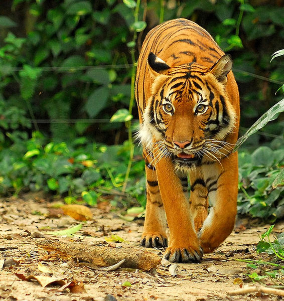 File:Malayan Tiger.jpg