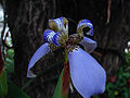 Walking Iris (Neomarica gracilis)