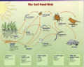 The soil food web
