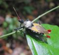 True bug Order: Hemiptera