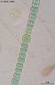 (Anabaena sphaerica) Order: Nostocales