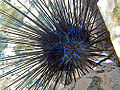 Long-spined sea urchin (Diadema antillarum)