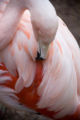 Chilean flamingo (Phoenicopterus chilensis)