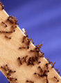 Fire ants (Solenopsis invicta) Family: Formicoidea