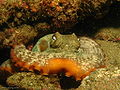 Gloomy Octopus (Octopus tetricus) Order: Octopoda