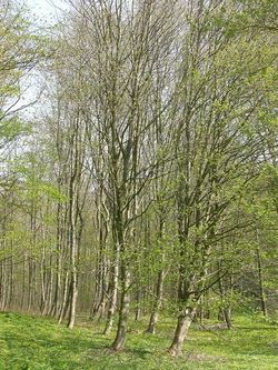 Grove of Ash Trees.jpg