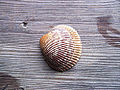 Thumbnail for version as of 00:25, 3 December 2009