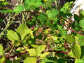 Thumbnail for version as of 00:18, 11 November 2017
