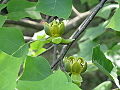 Chinese Tuliptree (Liriodendron Chinense (Hemsl.) Sarg )