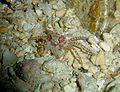 Boxer crab (Lybia edmondsoni) Family: Xanthidae