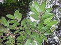 (Mischocarpus pyriformis) Subtaxa: Mischocarpus