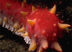 Seacuke 300Cucumber.jpg
