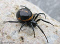 False Widow (S. paykulliana.jpg) Genus:Steatoda