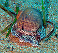 Thumbnail for version as of 23:19, 21 October 2008