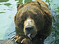 Thumbnail for version as of 08:09, 22 December 2006