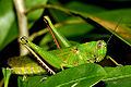 Thumbnail for version as of 05:14, 19 October 2006