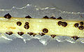 Thumbnail for version as of 06:19, 21 April 2008
