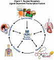 Thumbnail for version as of 05:00, 5 August 2008