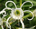 Thumbnail for version as of 05:18, 16 May 2007