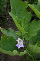 Thumbnail for version as of 02:52, 24 April 2009