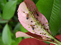 Thumbnail for version as of 03:06, 20 October 2006