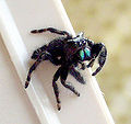 Thumbnail for version as of 02:49, 20 October 2006