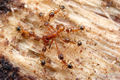 Thumbnail for version as of 00:17, 14 October 2014