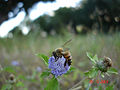 Thumbnail for version as of 08:37, 21 November 2007