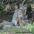Thumbnail for version as of 01:19, 11 March 2008