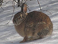 Thumbnail for version as of 03:49, 31 January 2012