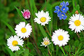 Thumbnail for version as of 03:17, 27 May 2008
