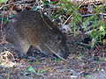 Thumbnail for version as of 23:42, 30 January 2012