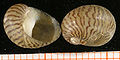 Thumbnail for version as of 02:34, 28 October 2008