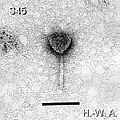 Thumbnail for version as of 08:44, 6 March 2009
