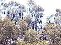 Thumbnail for version as of 19:23, 31 December 2006