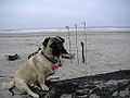 Thumbnail for version as of 02:13, 22 December 2006