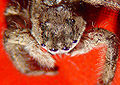 Thumbnail for version as of 19:33, 19 October 2006