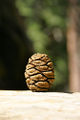 Thumbnail for version as of 05:27, 24 April 2009